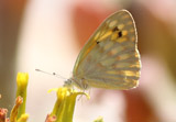 Colotis doubledayi